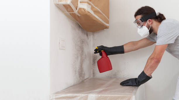 Professional Basement Mold Remediation technician working in Venice, FL