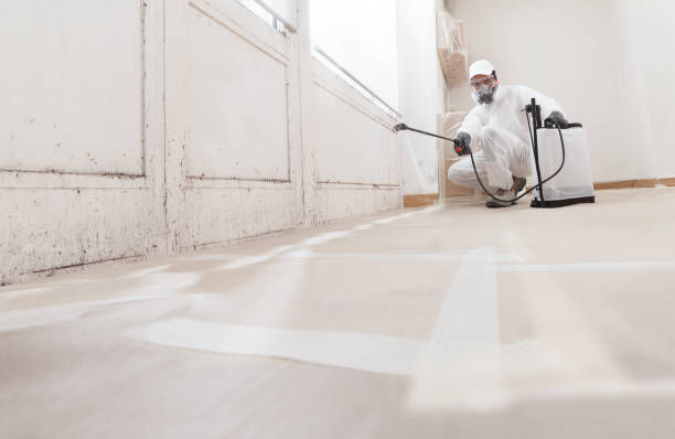 24/7 Emergency Basement Mold Remediation experts in Venice, FL